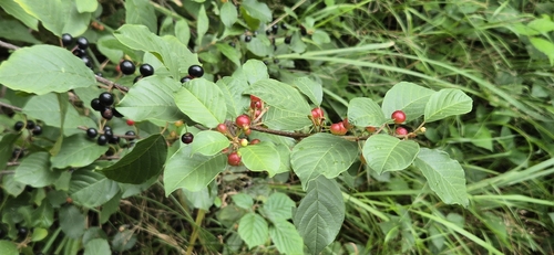 alder buckthorn