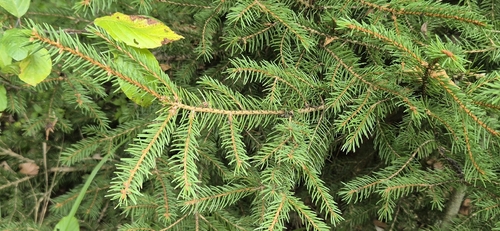 Norway spruce