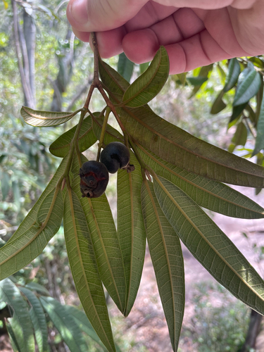 Myrcia hebepetala