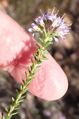 Agathosma capensis, photograph (c) Nicola van Berkel, some rights reserved (CC BY-SA)