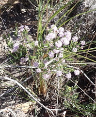 Agathosma capensis, photograph (c) Nicola van Berkel, some rights reserved (CC BY-SA)