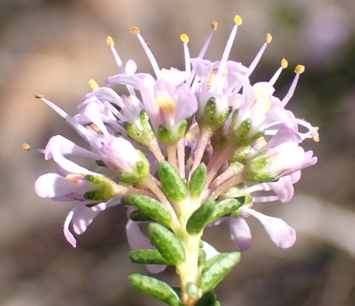 Agathosma capensis, photograph 2
