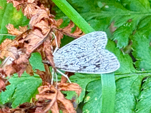 Ground-moss Grey