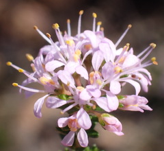 Agathosma capensis