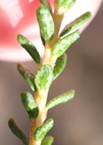 Agathosma capensis, photograph 5
