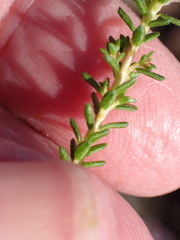 Agathosma capensis, photograph (c) Nicola van Berkel, some rights reserved (CC BY-SA)