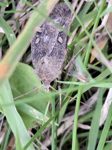 Square-spot Rustic