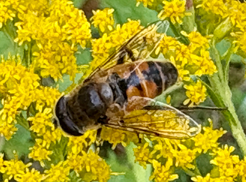 Common Drone Fly