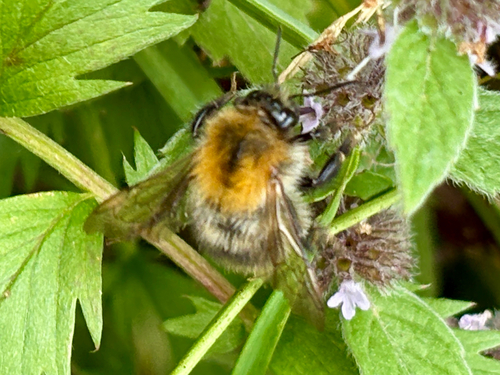 Common Carder Bumble Bee