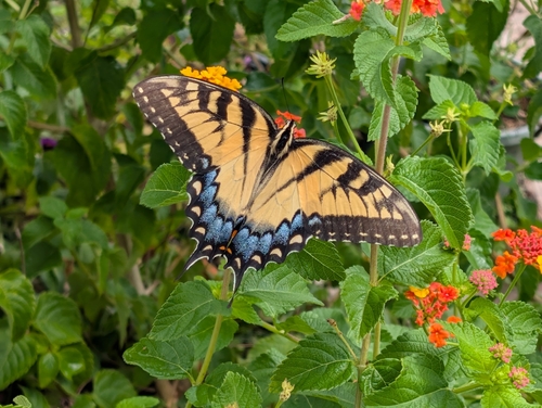 Eastern Tiger Swallowtail