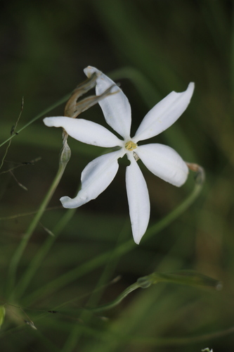 Milla biflora, photograph 3