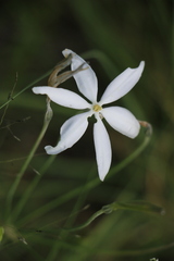 Milla biflora, photograph (c) Zihao Wang, some rights reserved (CC BY)
