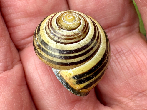 Brown-lipped Snail