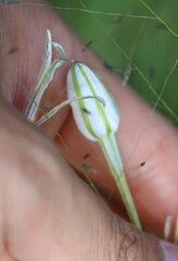 Milla biflora, photograph (c) Zihao Wang, some rights reserved (CC BY)