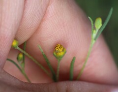 Schkuhria pinnata, photograph (c) Zihao Wang, some rights reserved (CC BY)