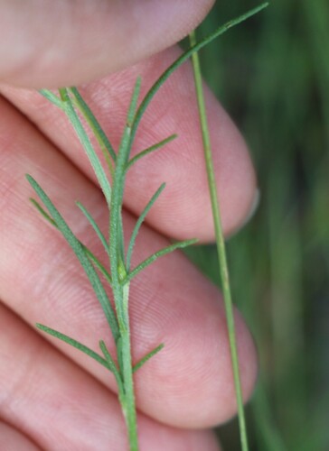 Schkuhria pinnata, photograph 5