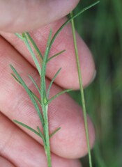 Schkuhria pinnata, photograph (c) Zihao Wang, some rights reserved (CC BY)