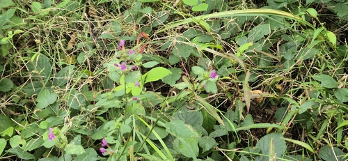 Hairy Hemp-nettle