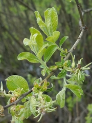 Salix aurita