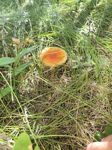 Fly Agaric