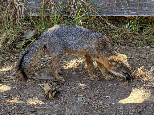 Santa Cruz Island Fox observed by michielk