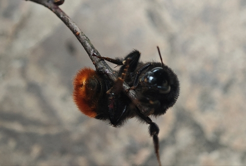 Red-tailed Bumble Bee