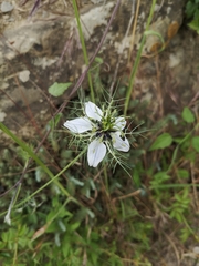 Nigella