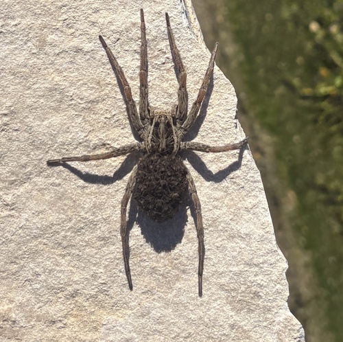 Radiated Wolf Spider