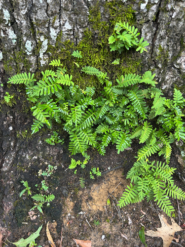 resurrection fern