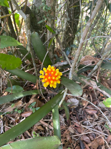 Aechmea comata