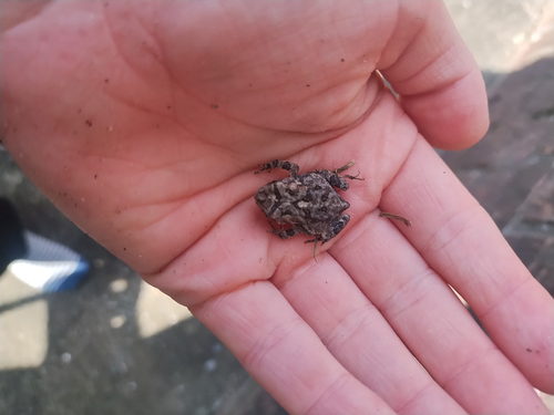 Southern Toad