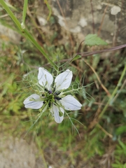Nigella