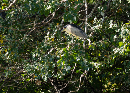 Black-crowned Night Heron