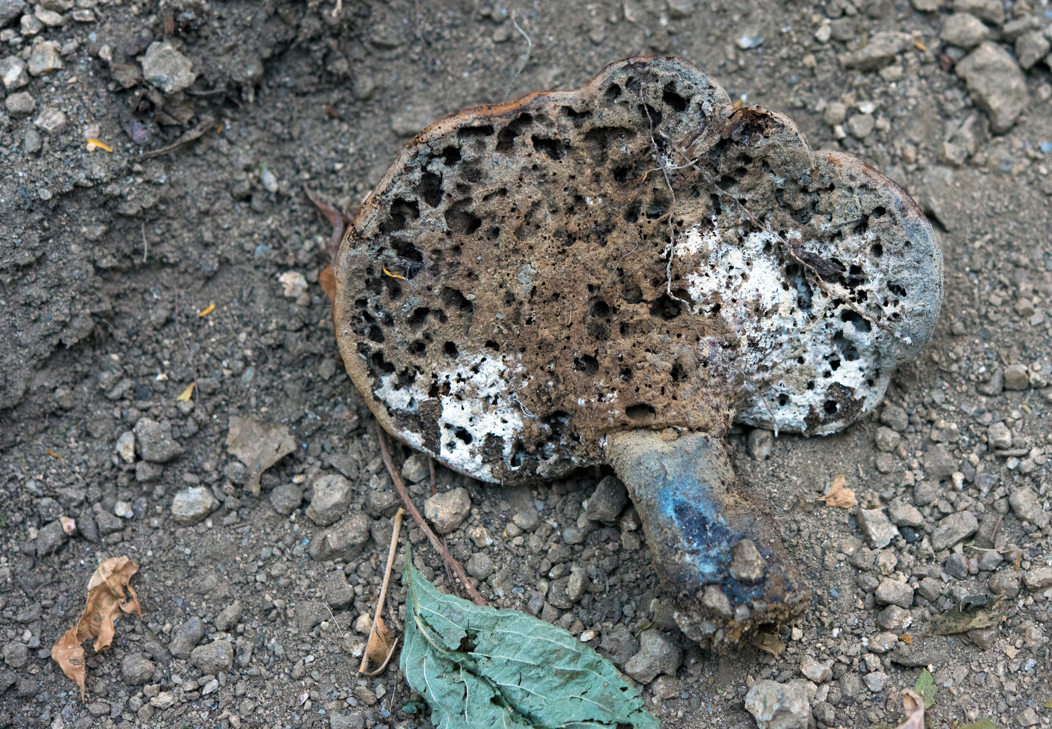 Ganoderma curtisii image