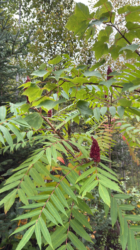 staghorn sumac