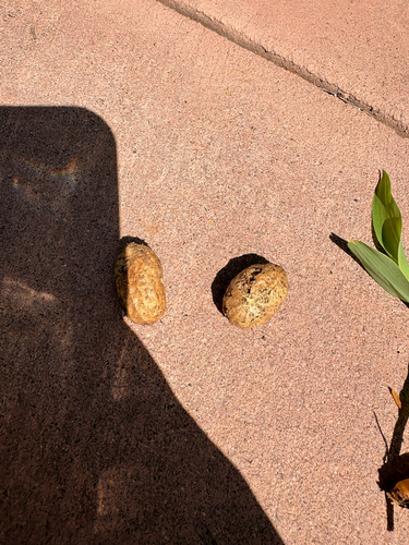 Arachis hypogaea observed 2026-09-12