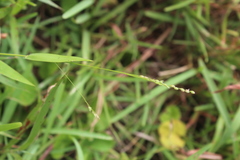 Panicum glandulopaniculatum