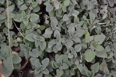 Origanum majorana