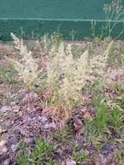 Trisetaria panicea