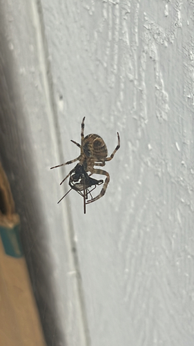 Cross Orbweaver