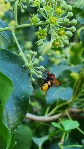 Hornet Mimic Hover Fly