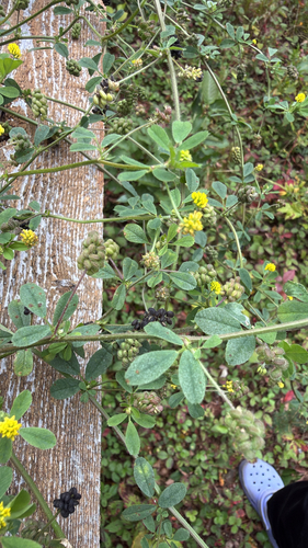 Black Medick