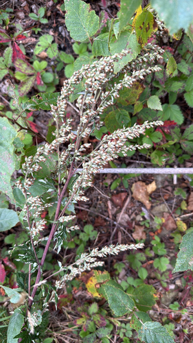 common mugwort