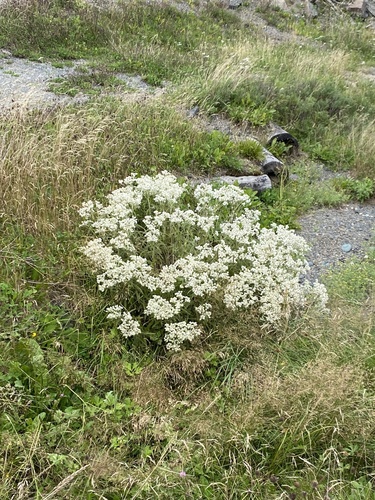 pearly everlasting