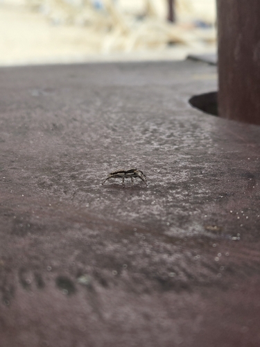Gray Wall Jumping Spider