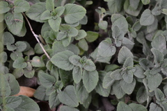 Origanum majorana