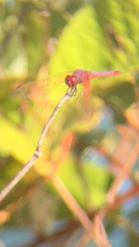 Violet Dropwing