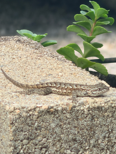 Eastern Fence Lizard