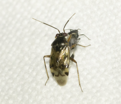 Deraeocoris serenus