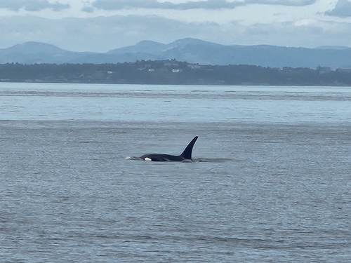 Sighting photo
